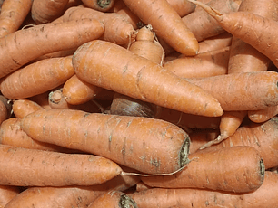 Zanahoria Común Orgánica certificada Ecocert 12.5  kg 