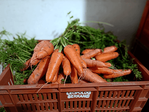 Zanahoria Común Orgánica certificada Ecocert 6 Kg