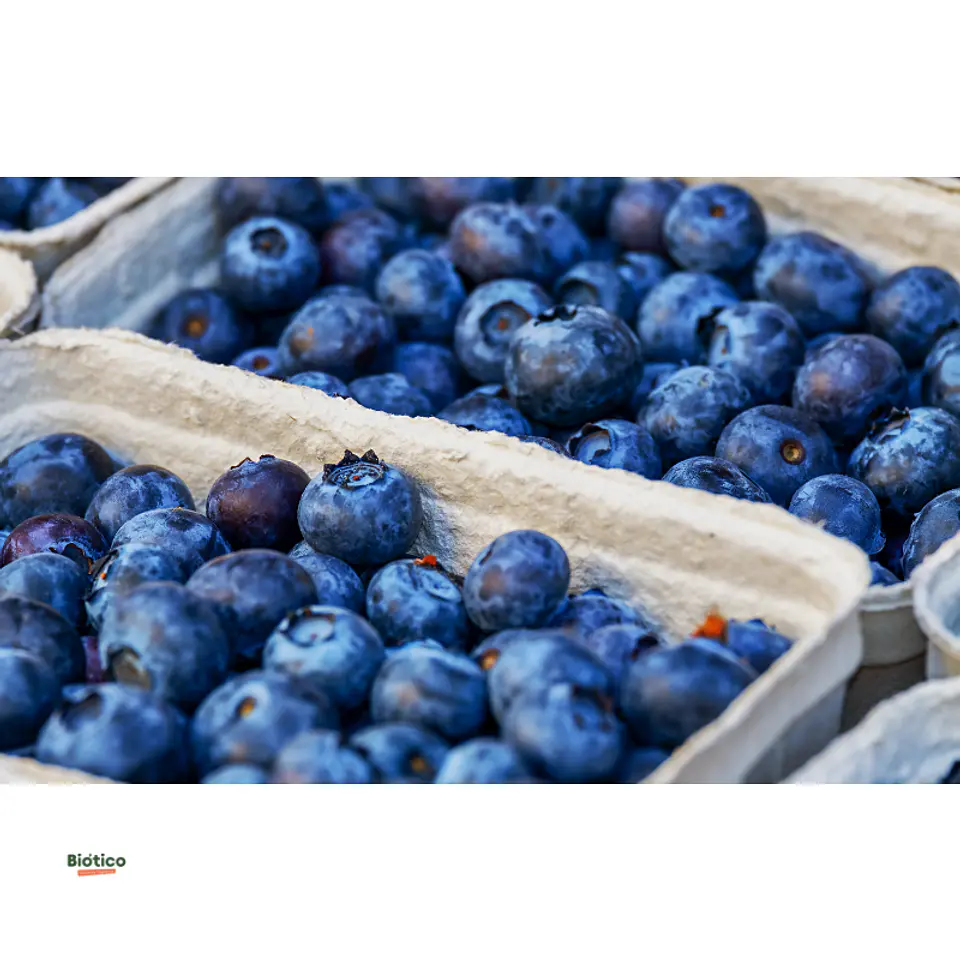 Arándanos orgánicos 250 g  1