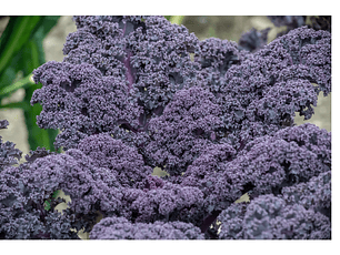 Kale morado orgánico certificado  300 g 