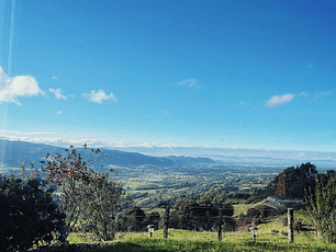 🍶Yogurt con mora 1 Lt.  Ganadería orgánica | Subachoque