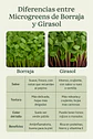 Microgreens girasol 30 g - Miniatura 3