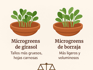 Microgreens girasol 30 g