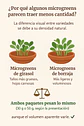 Microgreens girasol 30 g - Miniatura 2