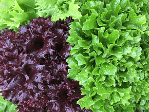 Lechuga crespa y verde orgánicas 