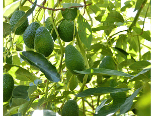 Aguacate hass premium promoción 10 unidades 