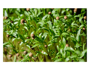 Microgreens de cilantro  30 gr