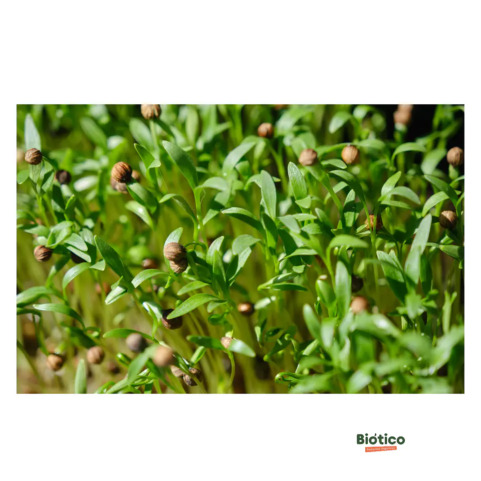 Microgreens de cilantro  30 gr 1