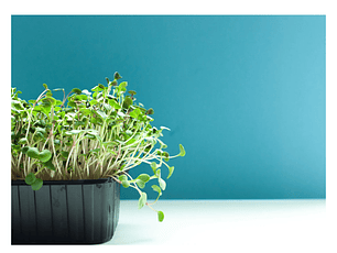 Microgreens de cilantro  50 g