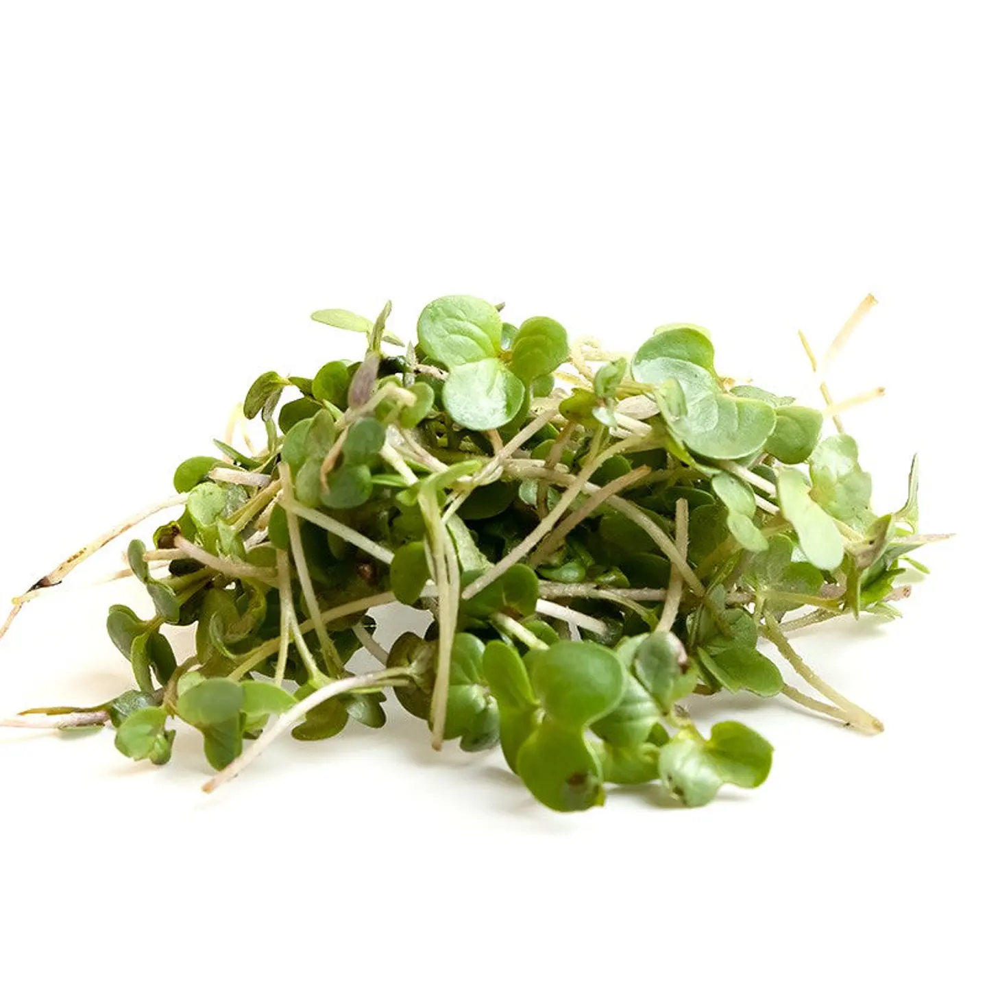 Microgreens mostaza 30 gr 1