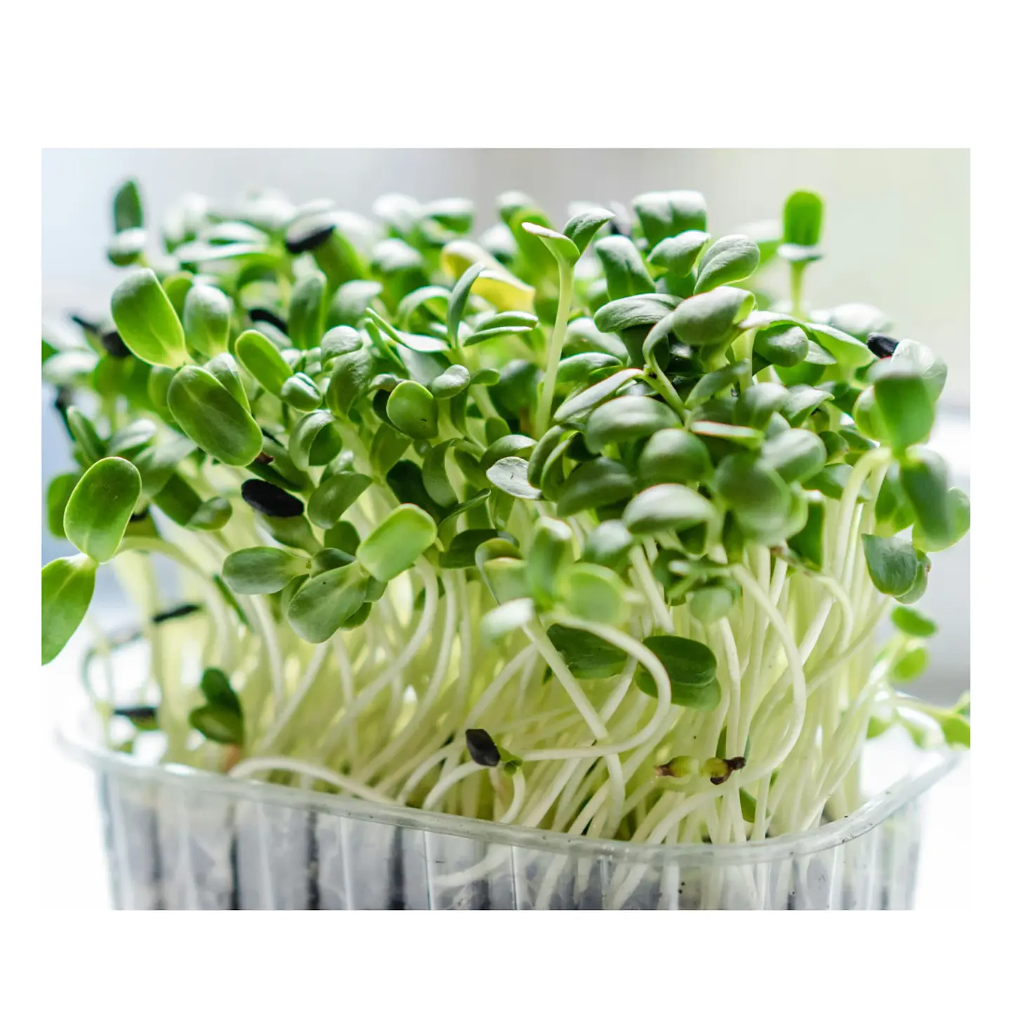 Microgreens Albahaca 30 g 1
