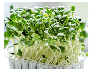 Microgreens Albahaca 30 g