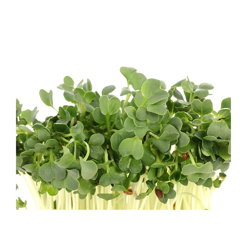 Microgreens Rábano Daikon 30 gr