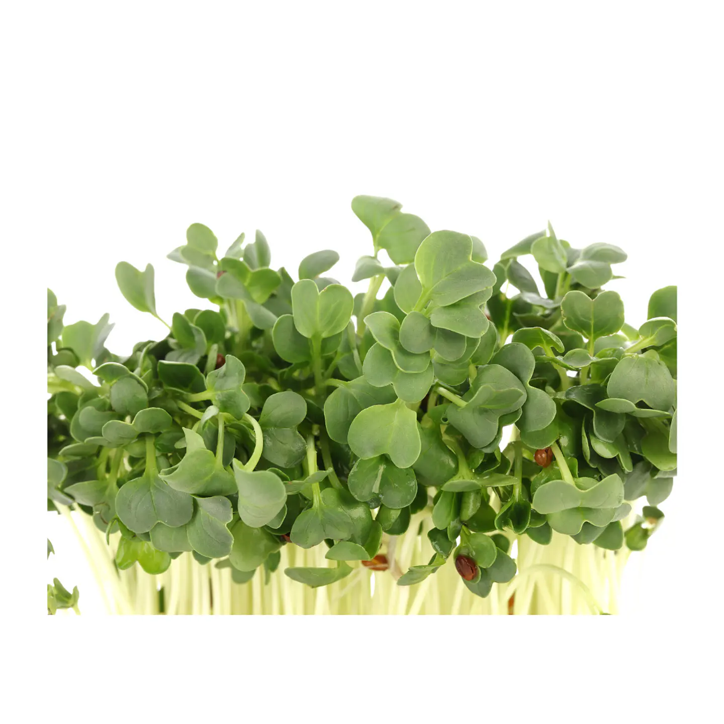 Microgreens Rábano Daikon 30 gr 1