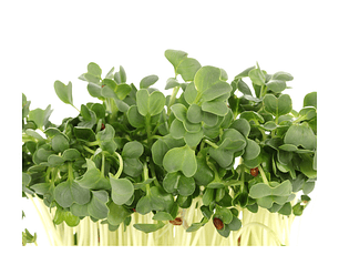 Microgreens Rábano Daikon 30 gr