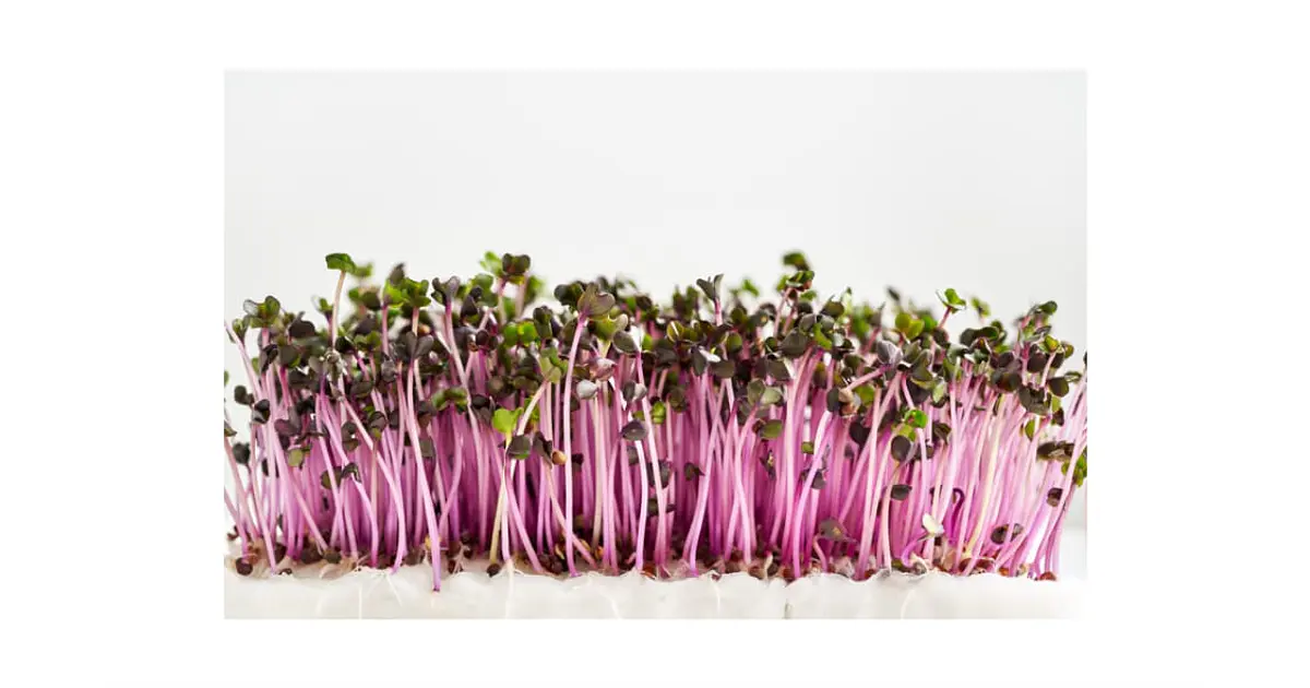 Microgreens repollo morado 30 g