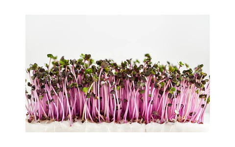 Microgreens repollo morado 30 g