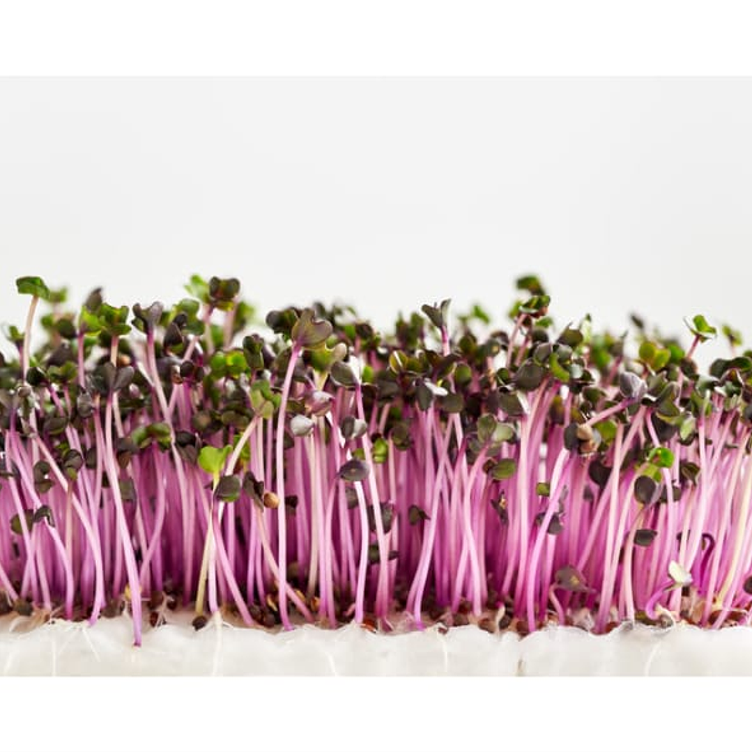 Microgreens repollo morado 30 g 1