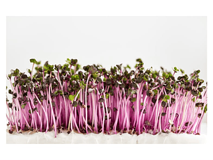 Microgreens repollo morado 30 g