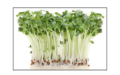 Microgreens Tat Soi 30 g