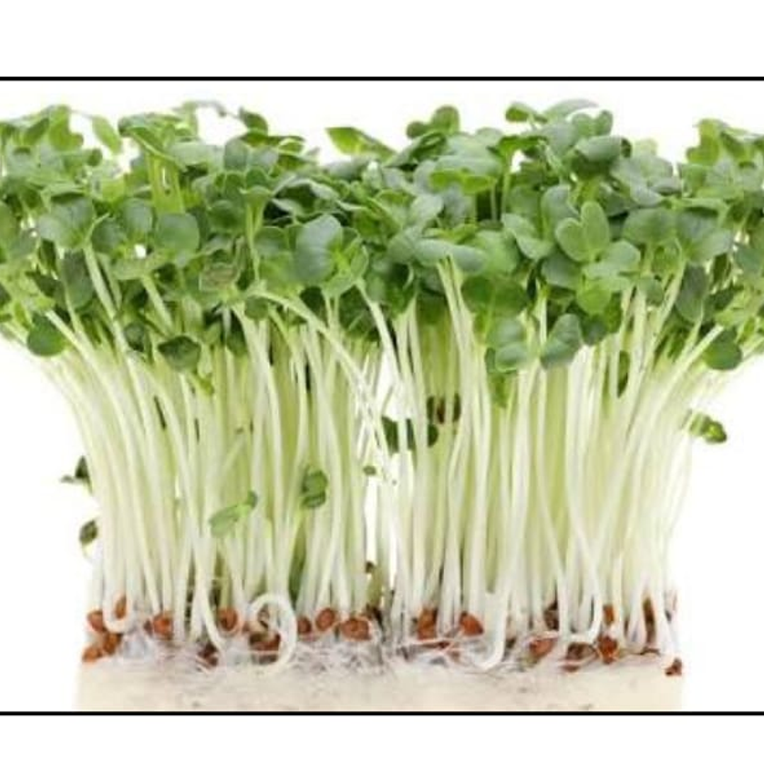 Microgreens Tat Soi 30 g 1