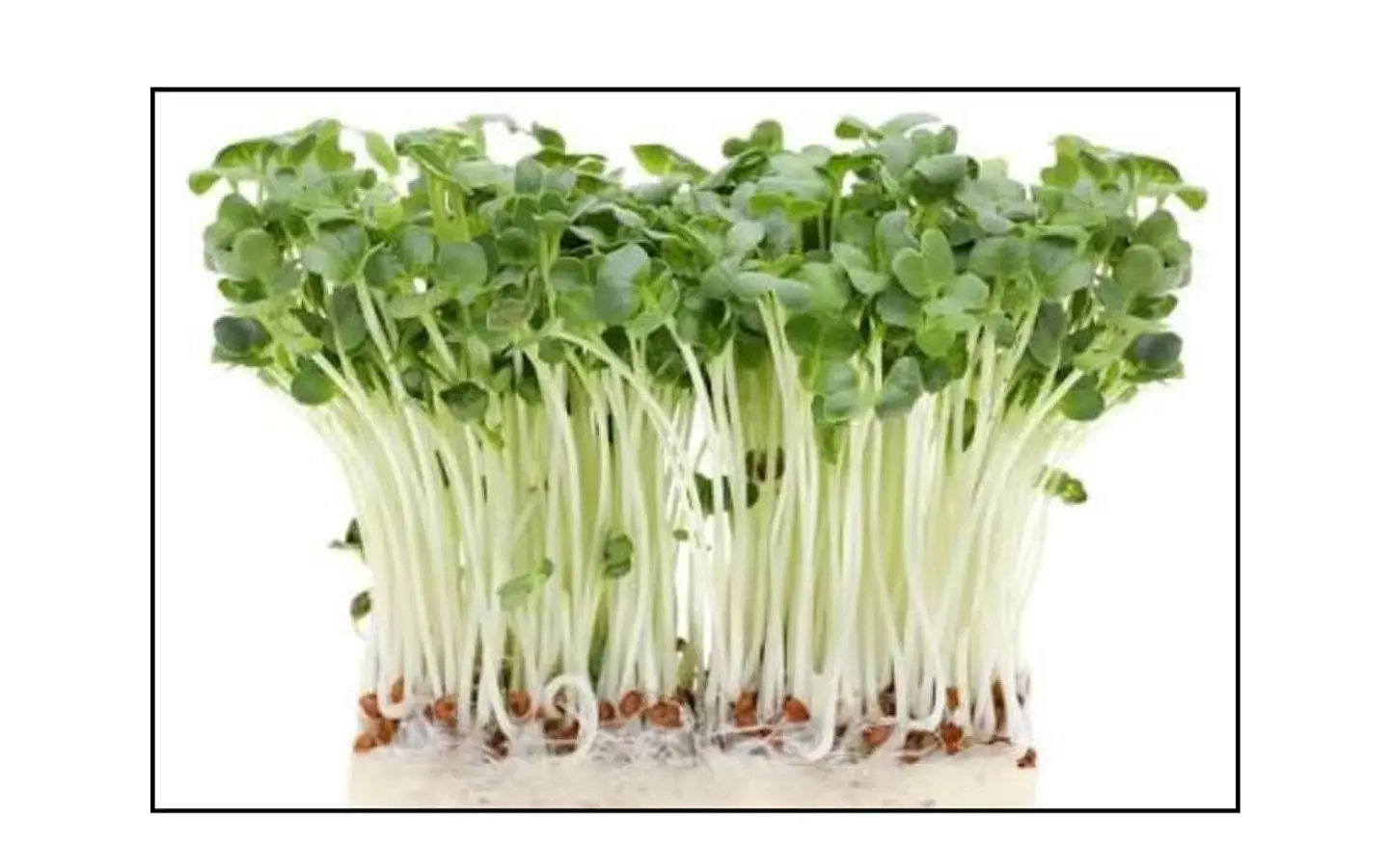 Microgreens Tat Soi 30 g 1