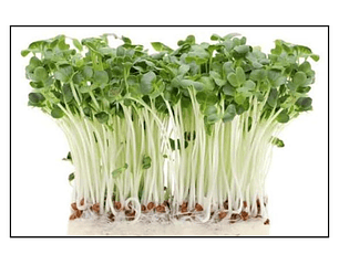 Microgreens Tat Soi 30 g