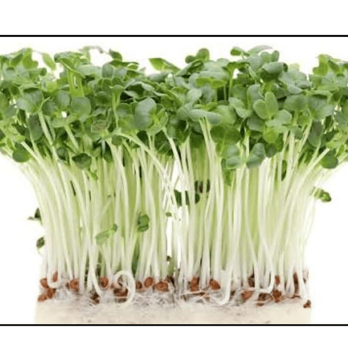 Microgreens Tat Soi 30 g 1