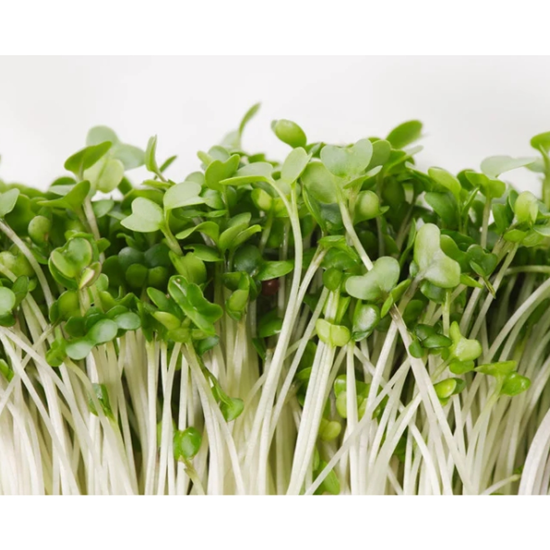 Microgreens de brócoli 30 g 1