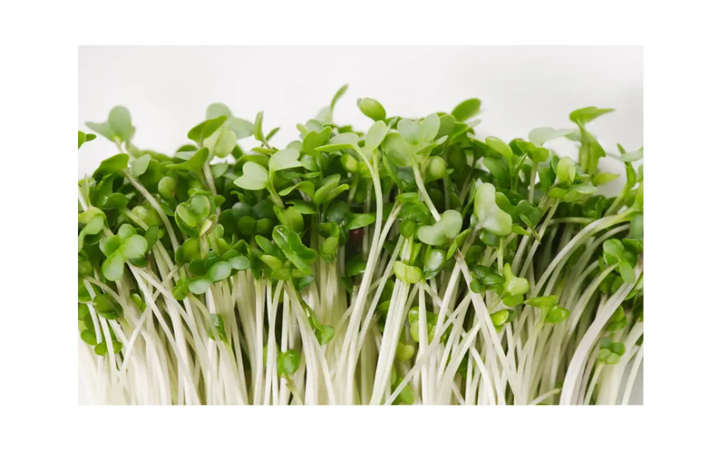 Microgreens de brócoli 30 g 1