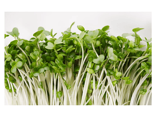 Microgreens de brócoli 30 g