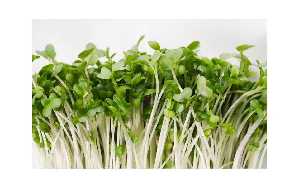 Microgreens de brócoli 30 g 1