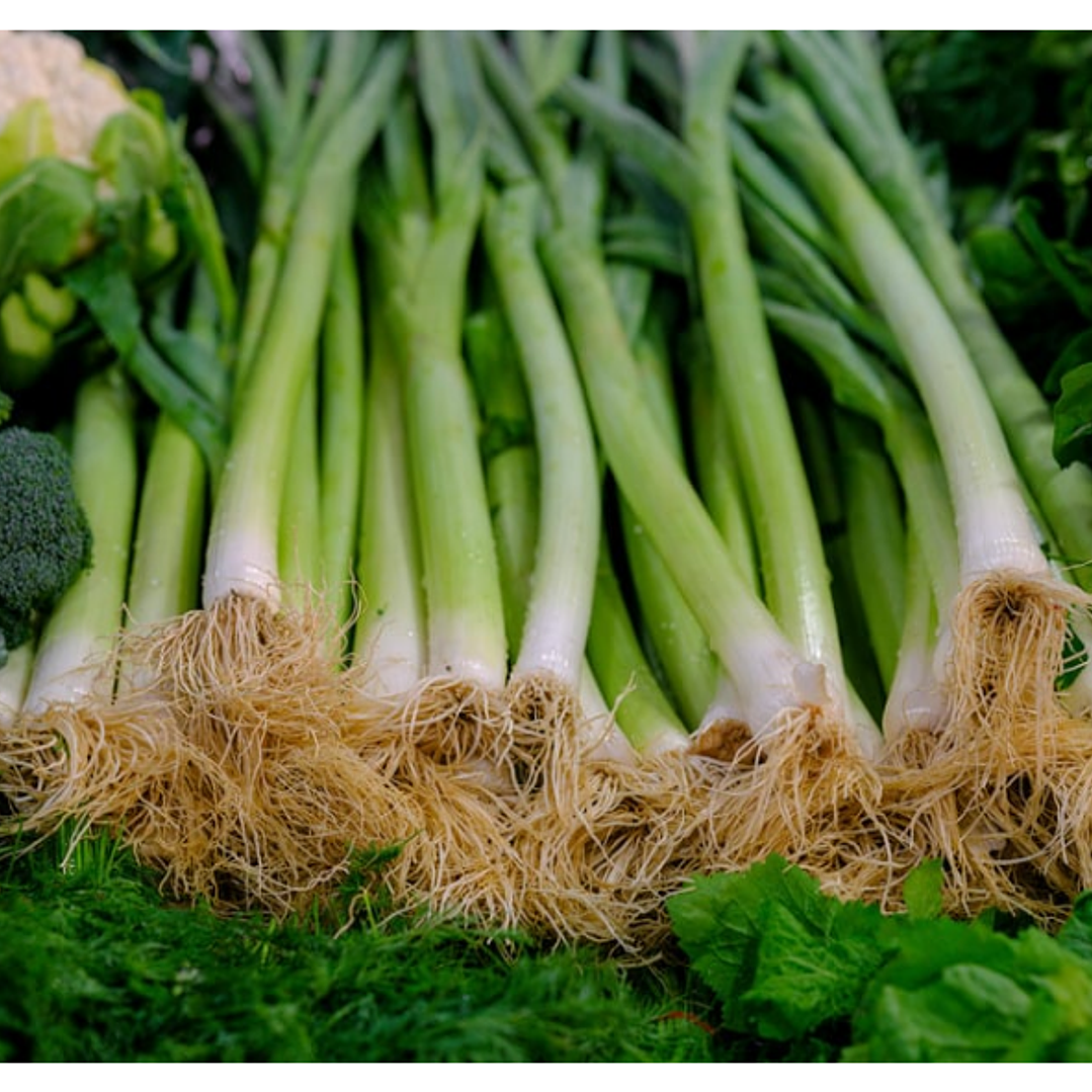 Cebolla Kiyotaki Orgánica Certificada  1