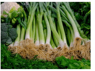 Cebolla Kiyotaki Orgánica Certificada 