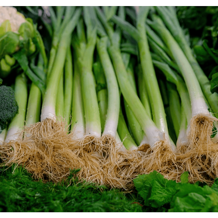 Cebolla Kiyotaki Orgánica Certificada  1