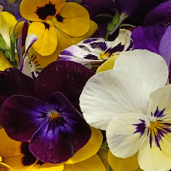 Flores comestibles 30 unidades  1