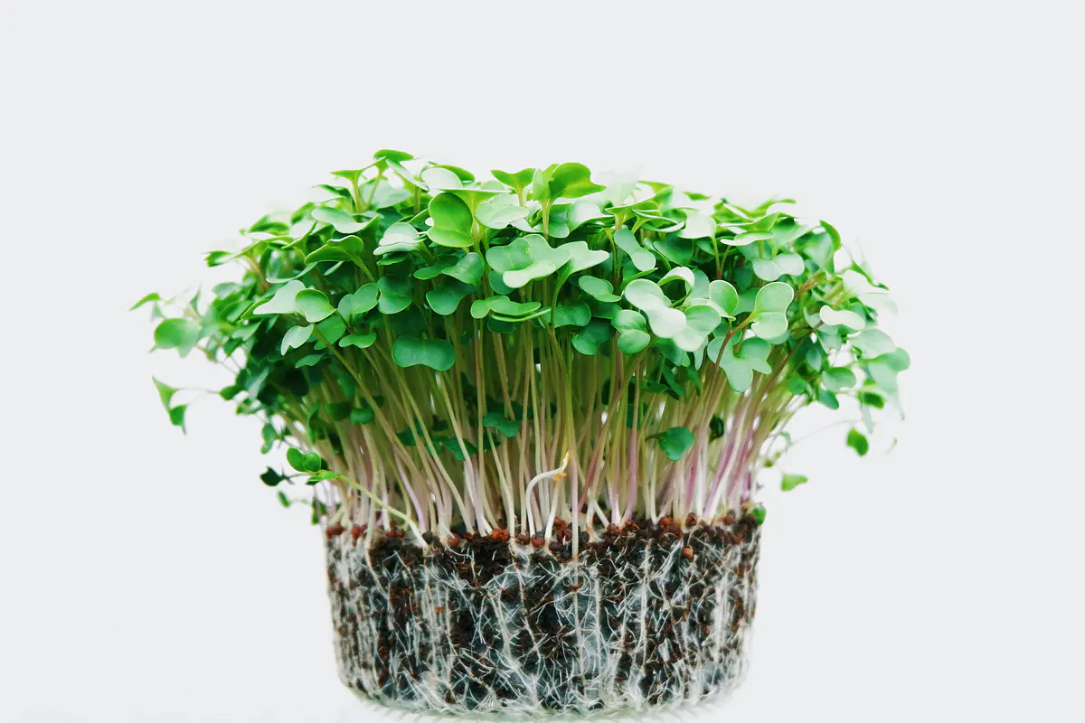 Microgreens y flores 