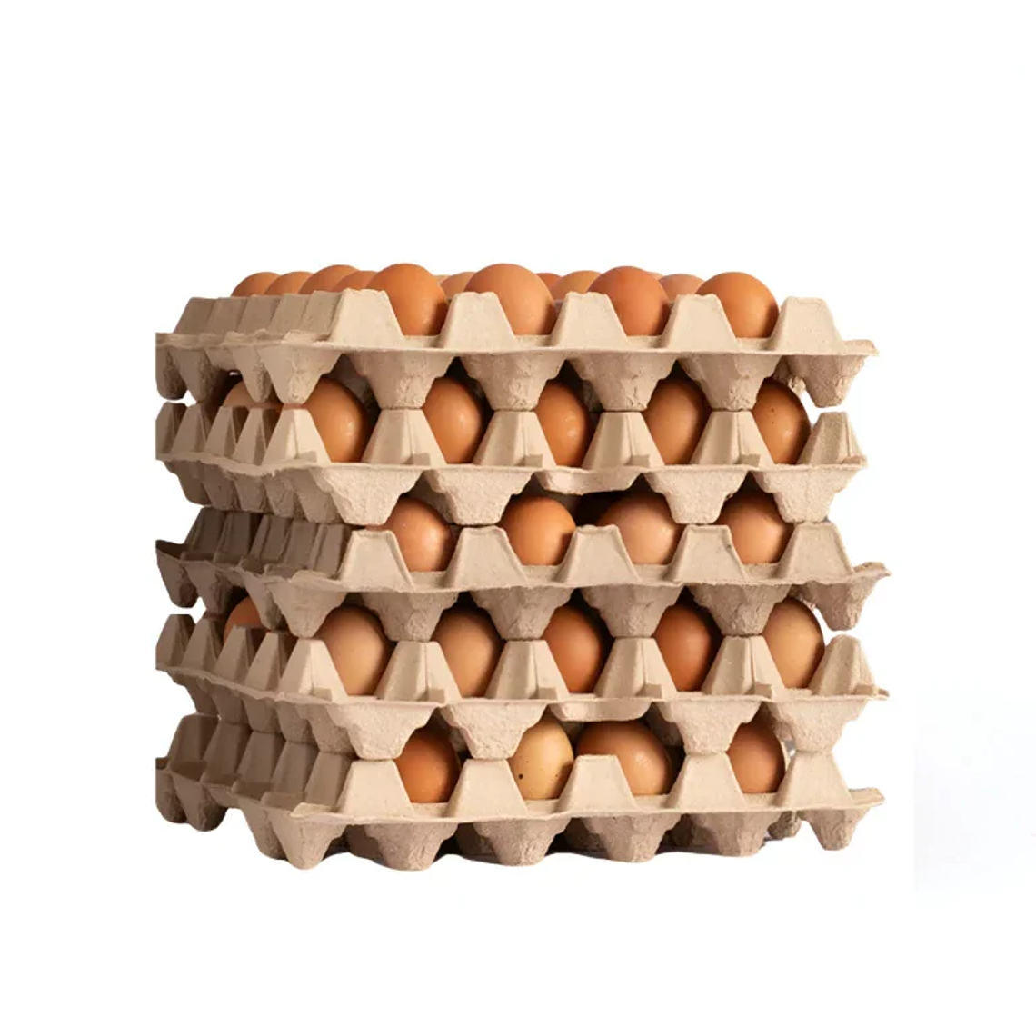 540 HUEVOS COLOR - TAMAÑO EXTRA 1