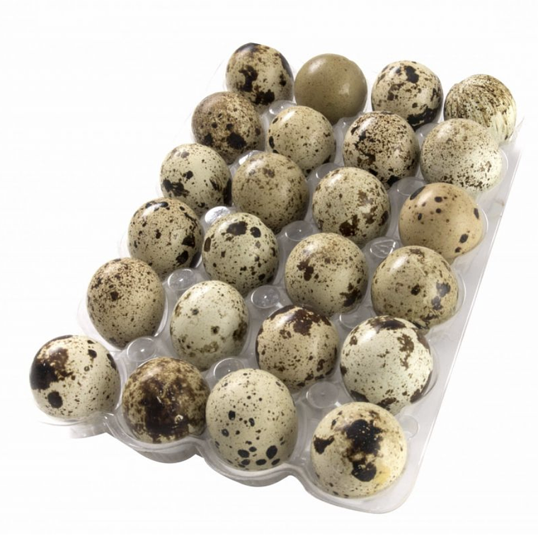 HUEVOS DE CODORNIZ - 24 ÚNIDADES 1