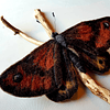 Fieltro Mariposa Roja