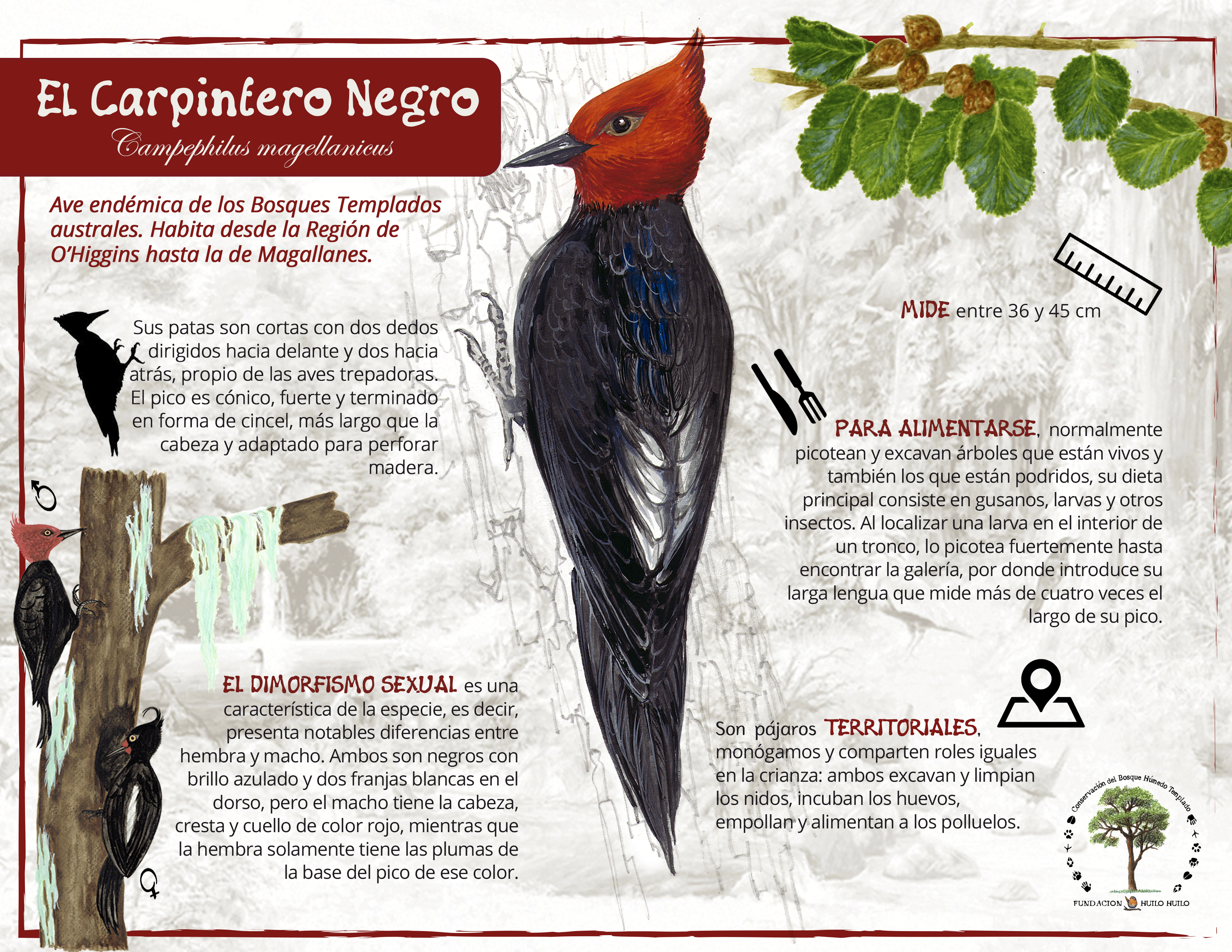 Carpintero Negro