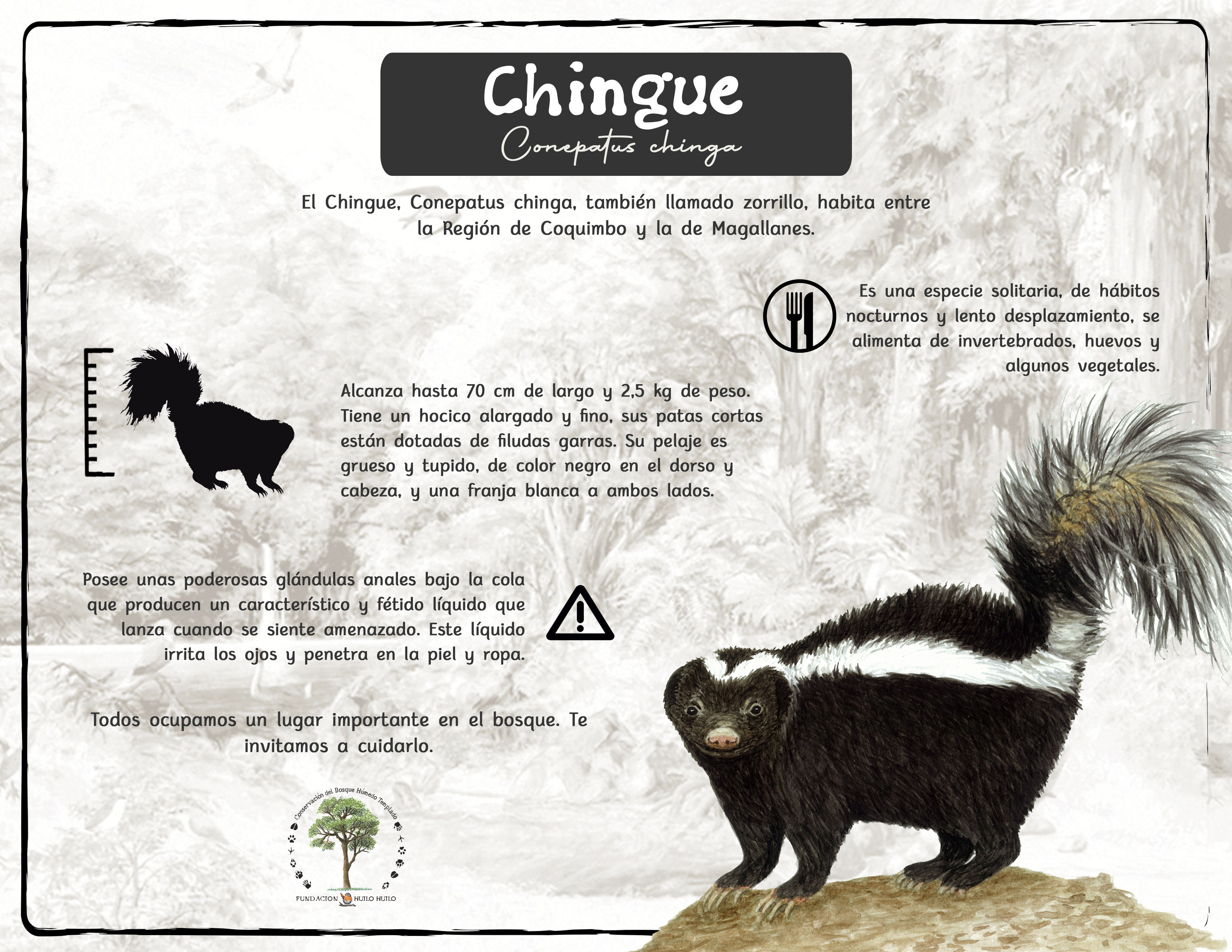 Chingue