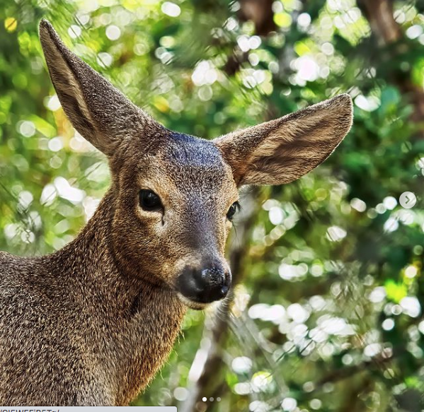 Salvemos al Huemul
