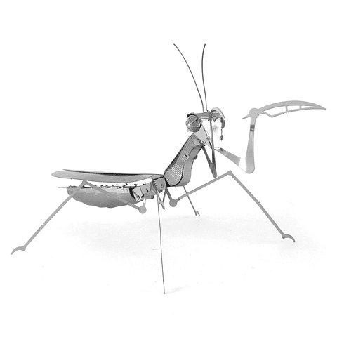 Mantis Religiosa