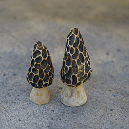 Pack Morchella Artesanal