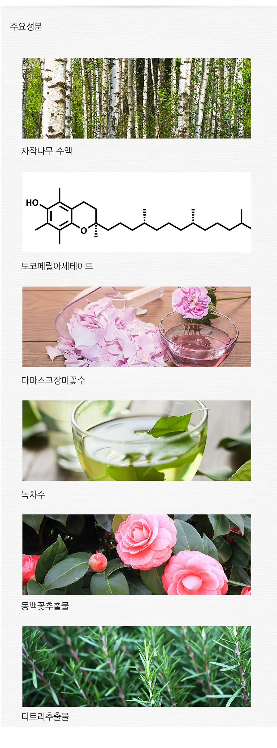 Perfect Pore Pact (The Saem) - 12gr Polvo traslúcido matizador anti grasitud 3