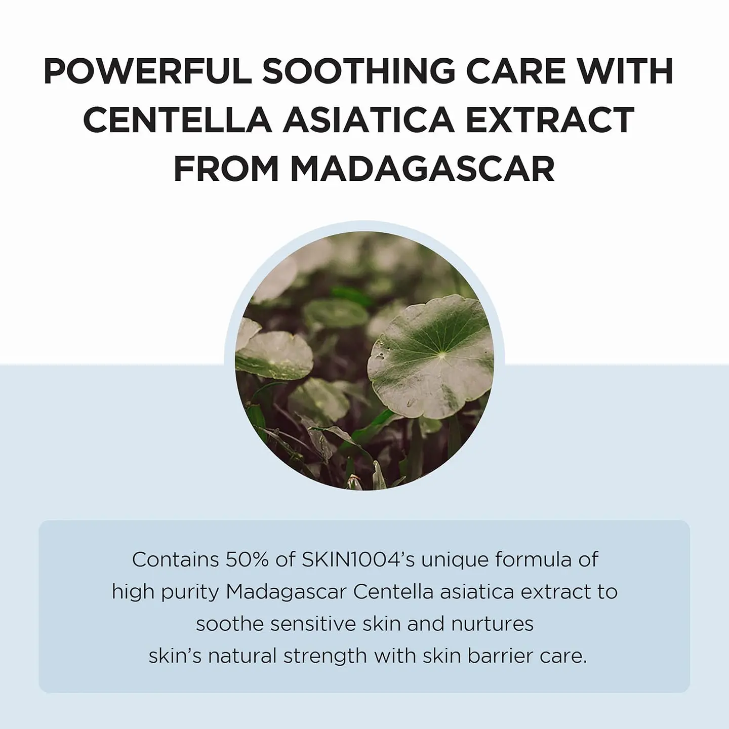 Madagascar Centella Hyalu-Cica Moisture Cream (SKIN1004) - 75ml Crema 50% centella asiática y ácido hialurónico 9