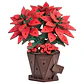 Flor de Pascua Poinsettia de Madera Armable | Rowood - Miniatura 1