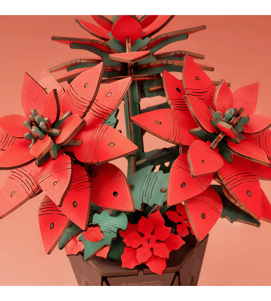 Flor de Pascua Poinsettia  - Rowood