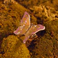 ANILLO BUTTERFLY AMARILLO - Miniatura 1